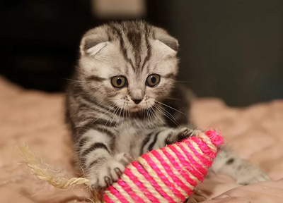 Поздравьте своего кота!