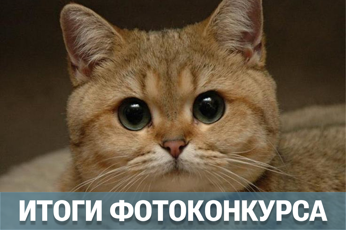 А вот и победители фотоконкурса «КотоШоу»!