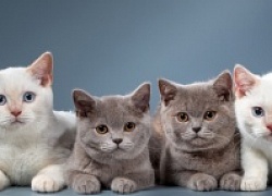 Приглашаем на выставку кошек