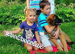  Люблю собак!