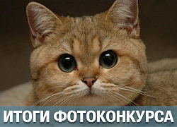 А вот и победители фотоконкурса «КотоШоу»!